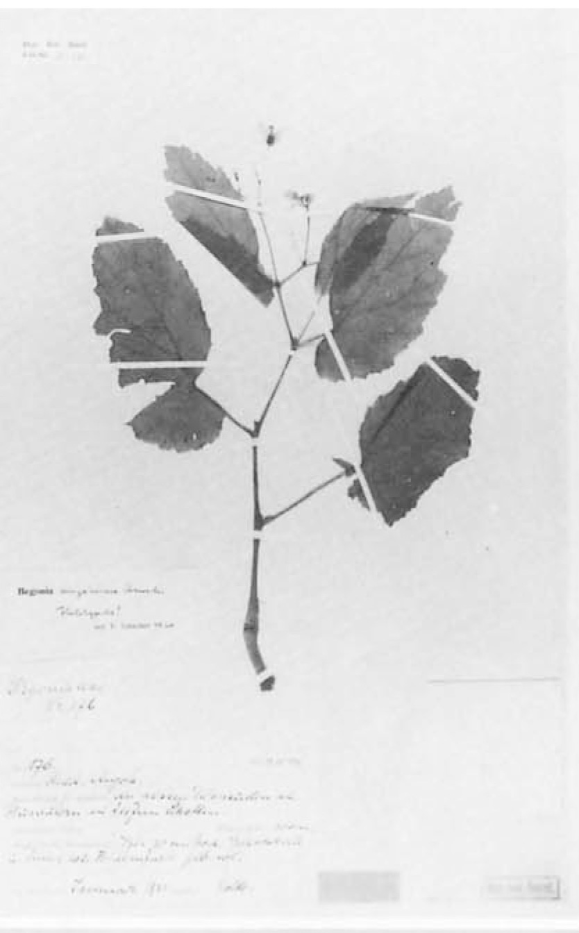 B. angolensis